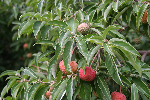 Comment cultiver l'arbre à fraises ?