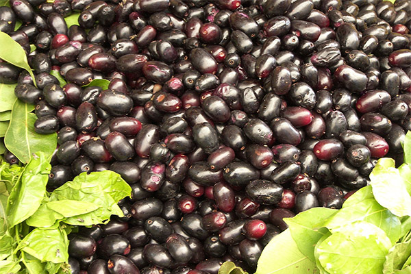 Welchen Schaden kann die Jambolan anrichten?