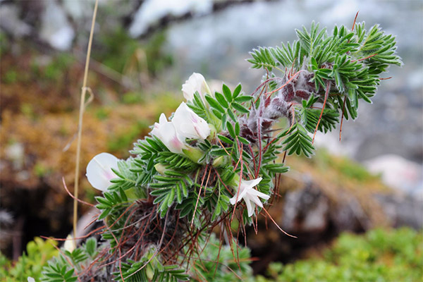 Caragana à crinière
