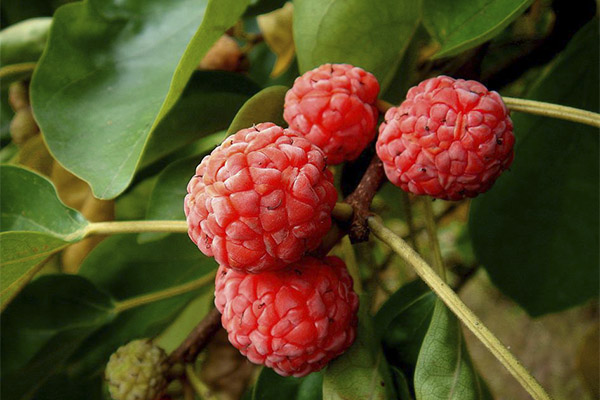 Arbre à fraises