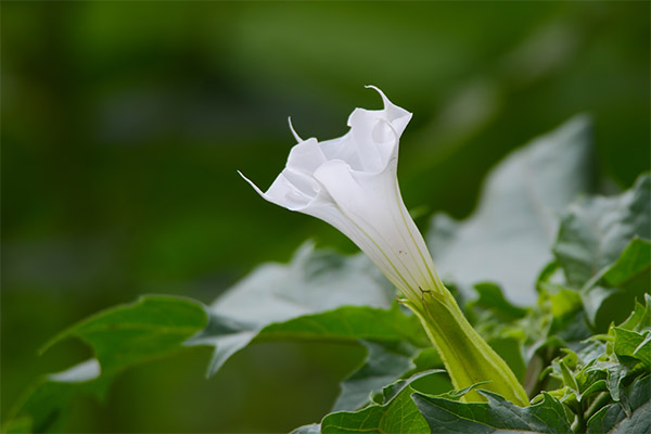 Propriétés médicinales de la datura