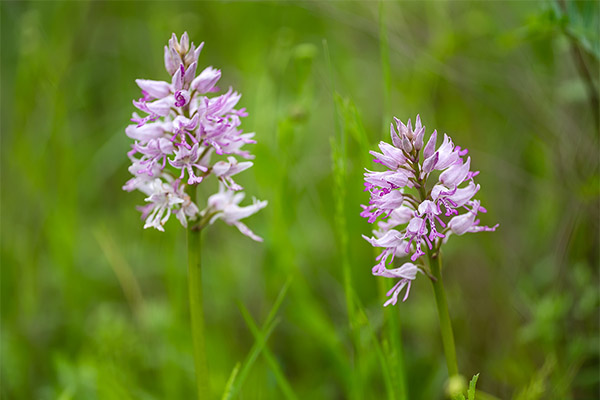 Propriétés médicinales de l'orchis