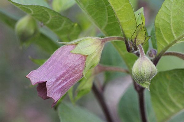 Heileigenschaften der Belladonna