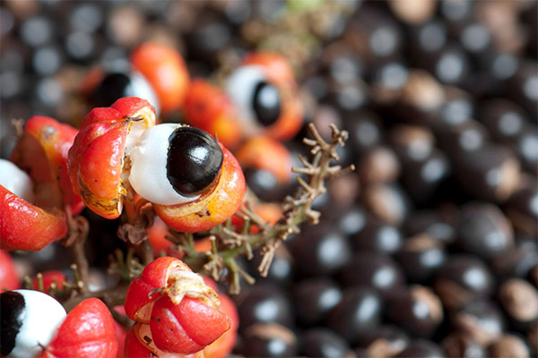 Gesundheitliche Vorteile von Guarana
