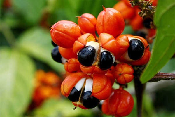 Nutzen und Schaden von Guarana