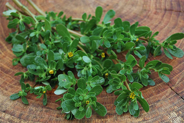 Pourpier potager
