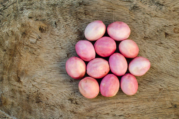 Utilisation du fruit icaco en cosmétologie