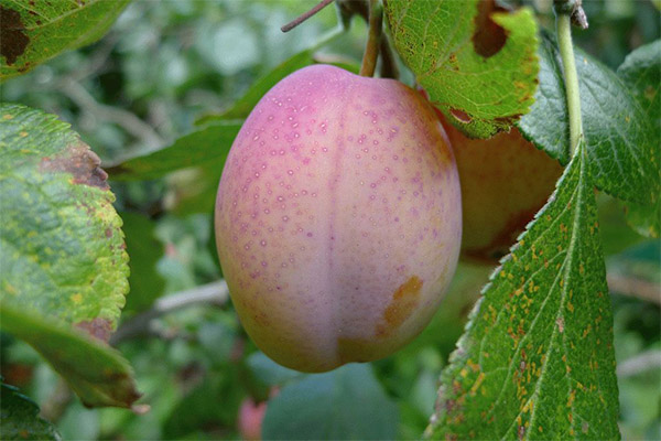 Utilisation du fruit de l'icaco en médecine populaire
