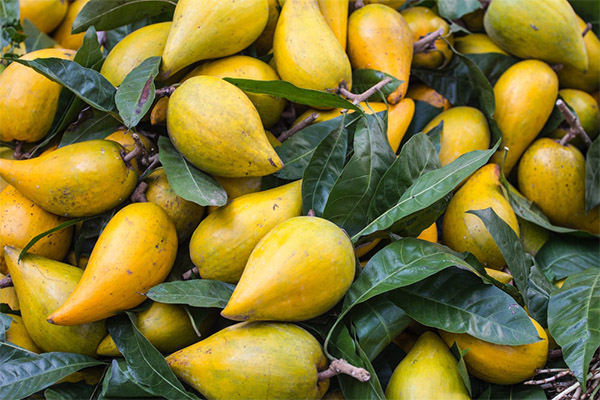 Utilisation du fruit canistel en médecine traditionnelle