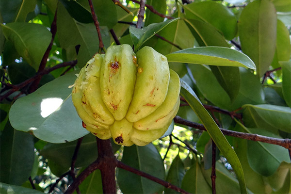 Utilisation de la garcinia en médecine traditionnelle