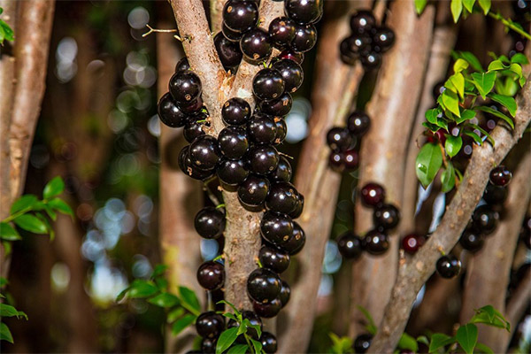 Utilisation du jabuticaba en médecine populaire