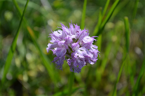 Contre-indications à l'utilisation de l'orchis