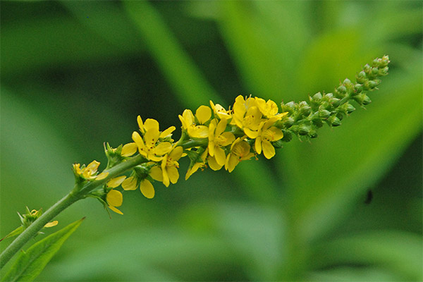Aigremoine