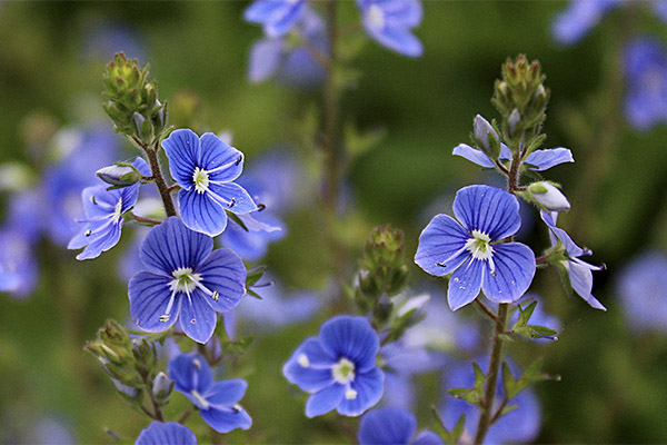 La véronique officinale dans la médecine populaire