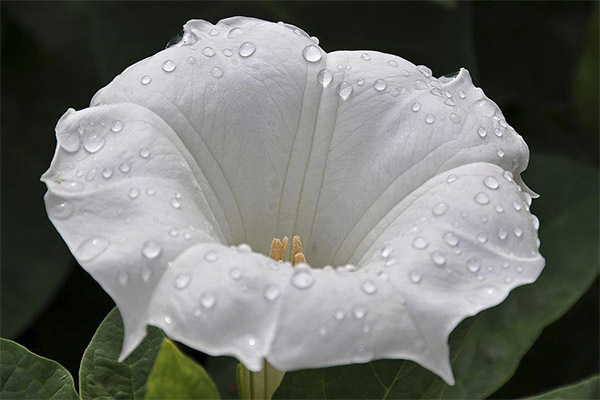 Types de préparations curatives à base de datura