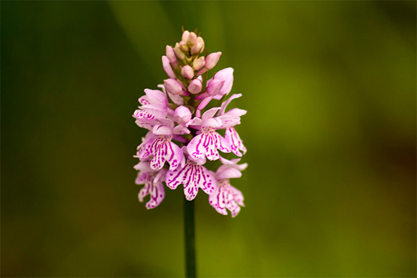 Types de préparations médicinales à base d'orchis