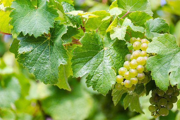 Wie Weinblätter nützlich sind