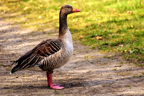 Interessante Fakten über Gänse