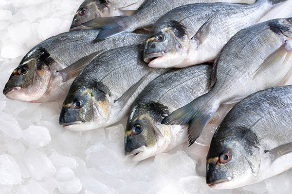 Wie man Fisch richtig und schnell auftaut