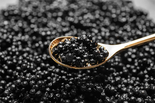 Comment présenter et déguster correctement le caviar noir