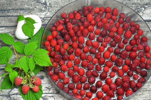 Wie man Himbeeren im Dörrgerät trocknet