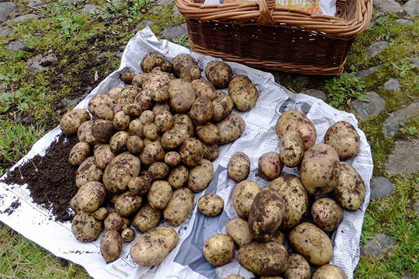 Comment sécher les pommes de terre déterrées