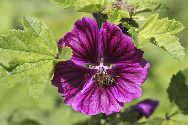 La mauve sauvage en cuisine