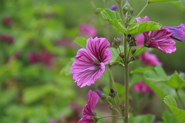 La mauve sauvage en médecine populaire
