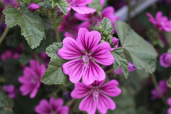 Mauve sauvage