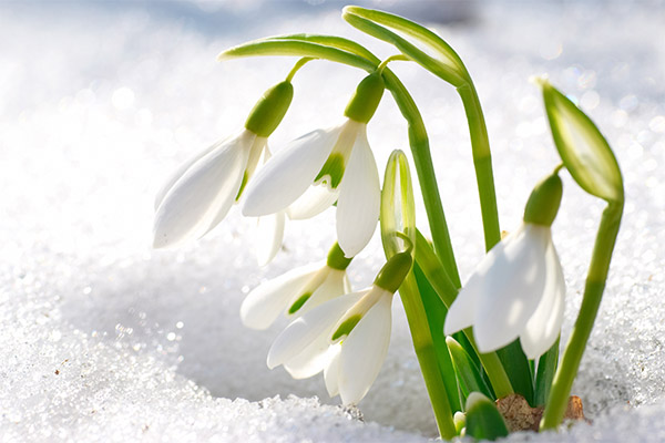 Le perce-neige en médecine populaire