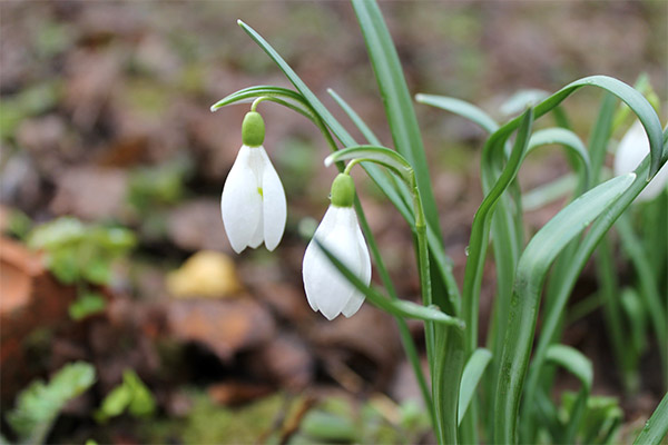 Perce-neige