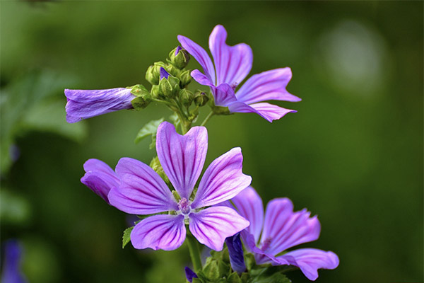 Contre-indications à l'utilisation de la mauve sylvestre