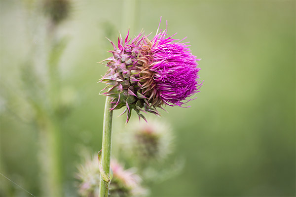 Eselsdistel