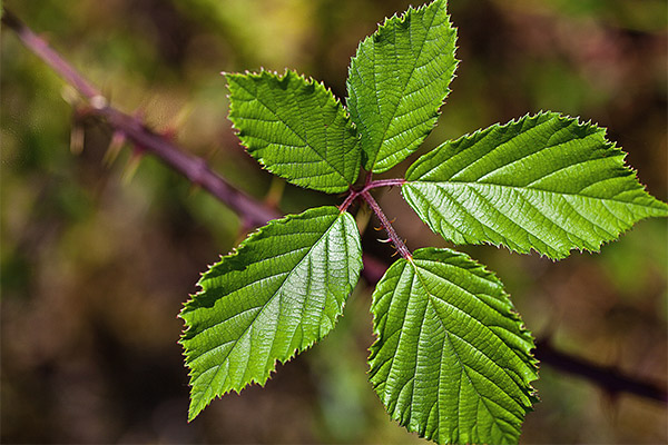 Quels sont les bienfaits des feuilles de mûre ?