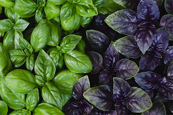 Basilic violet et basilic vert