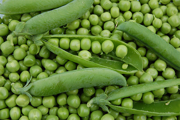 Le pois en médecine