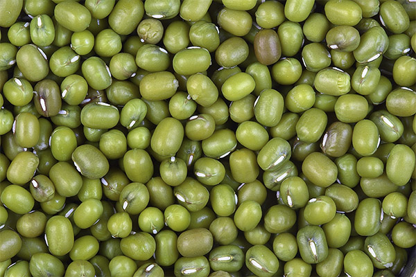 Faits intéressants sur les haricots mash
