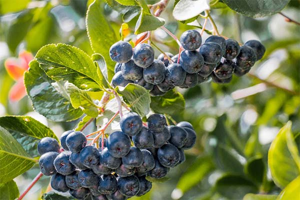 Faits intéressants sur l'aronia noire