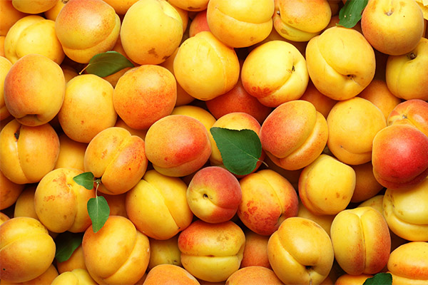 Faits intéressants sur les abricots