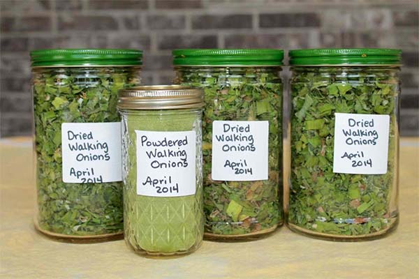 Comment bien conserver l'oignon vert séché