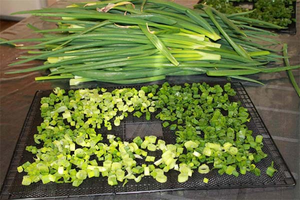 Comment sécher les oignons verts