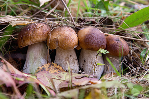 Comment choisir et conserver les cèpes