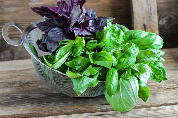 Quel basilic est le plus bénéfique : le vert ou le violet ?