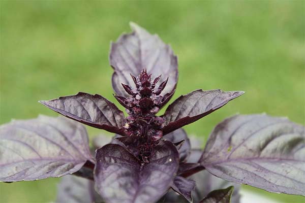 Les meilleures variétés de basilic violet