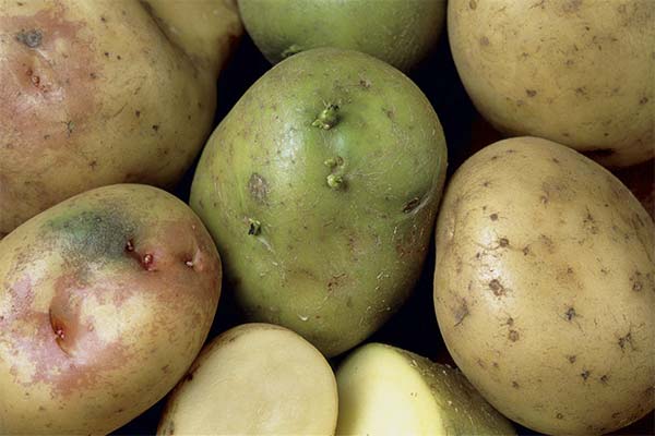Peut-on manger des pommes de terre vertes ?