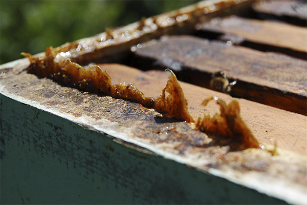 Peut-on mâcher la propolis pure
