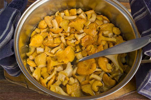 Pourquoi les girolles deviennent amères après congélation