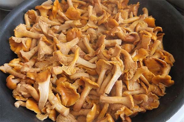 Pourquoi les girolles deviennent-elles amères après congélation