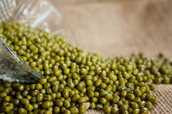 Propriétés bénéfiques de la graine de mash pour la perte de poids