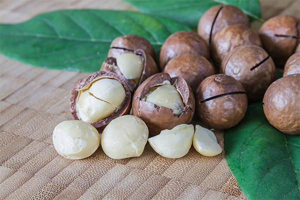 Nutzen und Schaden der Macadamianuss